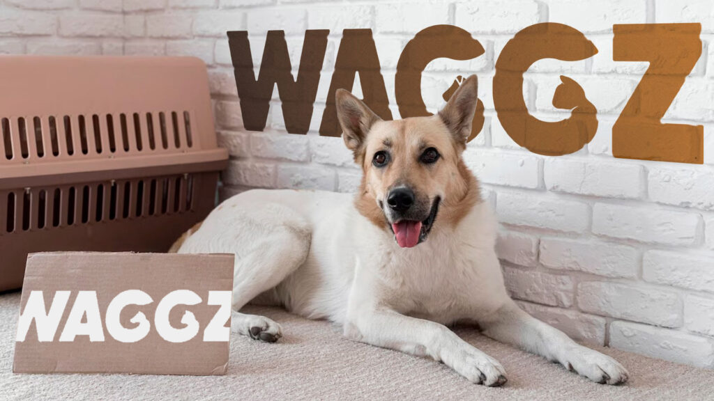 Diseño de identidad para Waggz